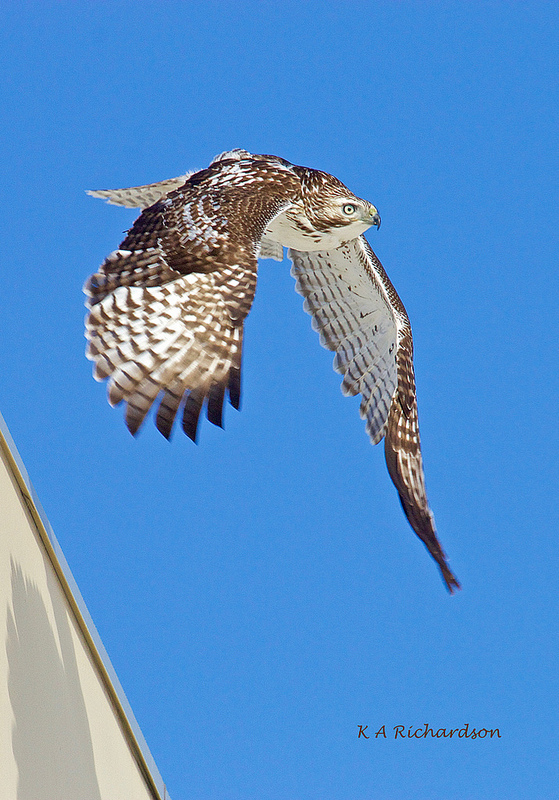 Whitey leaves the edge of the Capital News Centre Rec Facility to harvest a quail.jpg