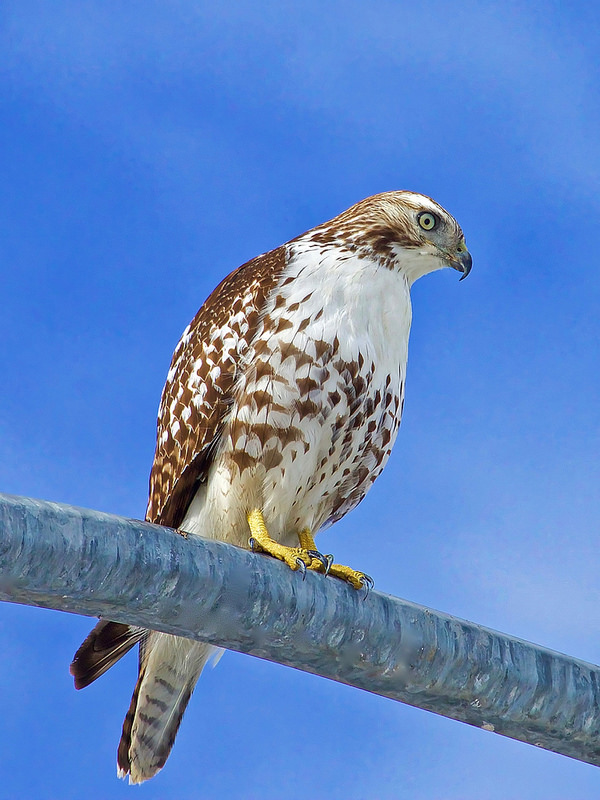 Whitey on his lamppost.jpg