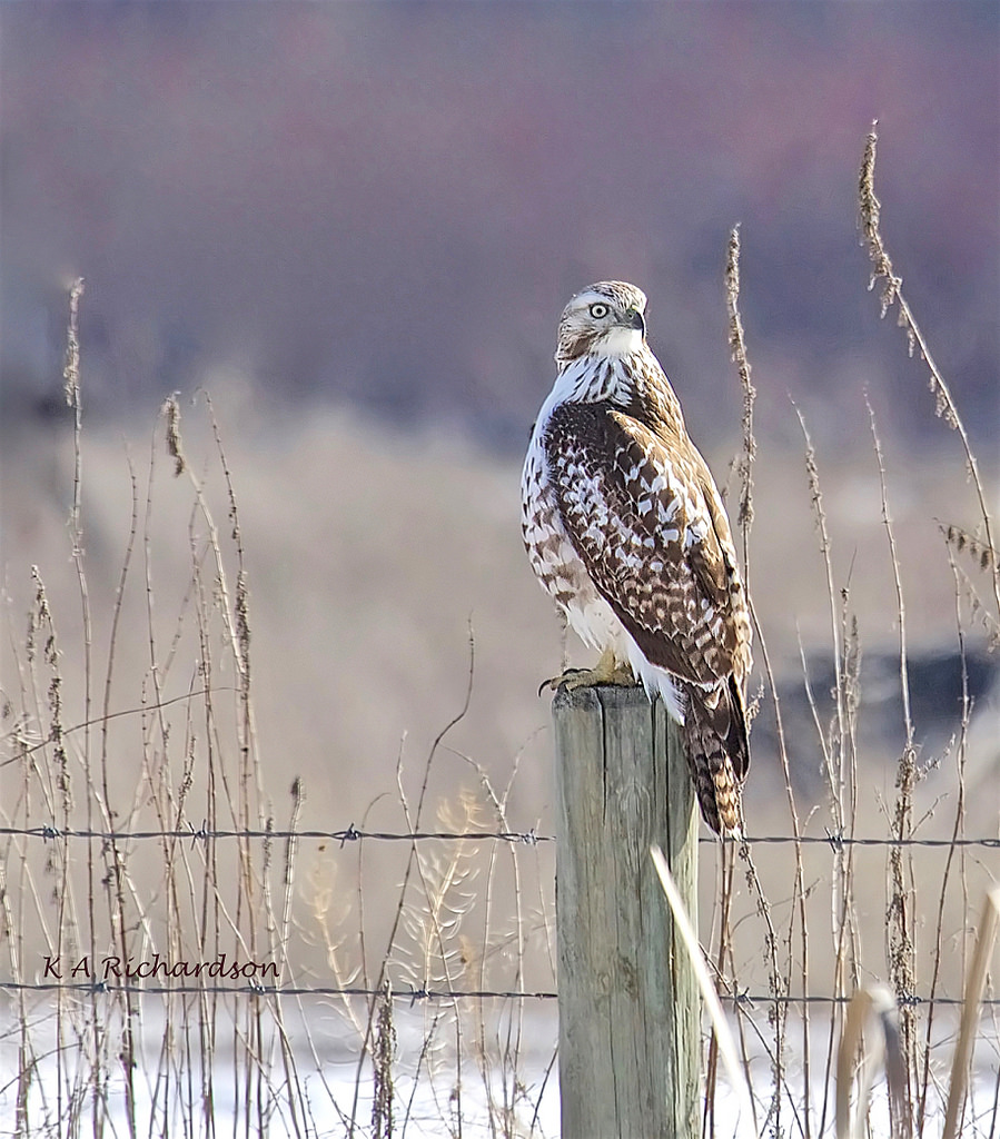 whitey-takes-control-of-the-marsh