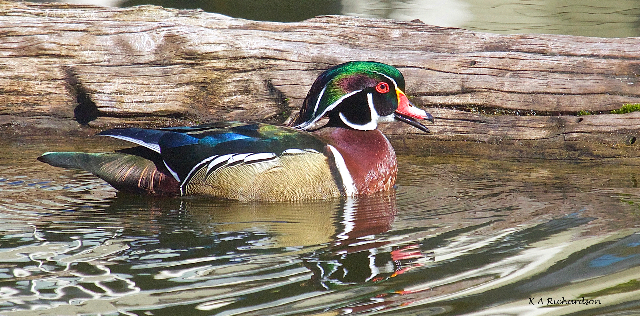 Wood Duck male - 2.jpg
