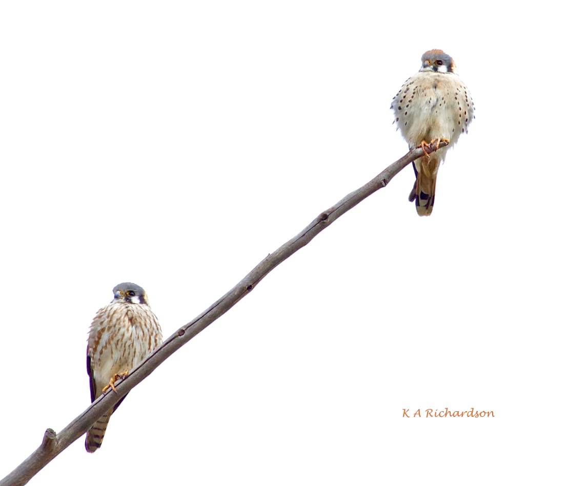 American Kestrel pair