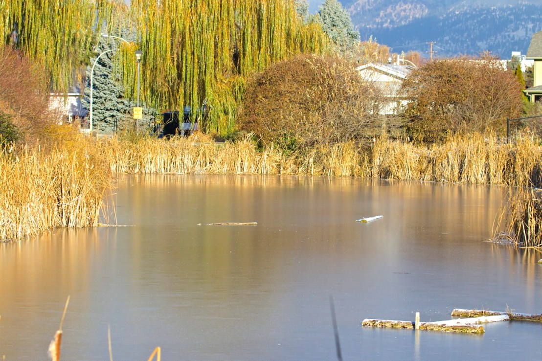 Belmont Pond—late November.jpg