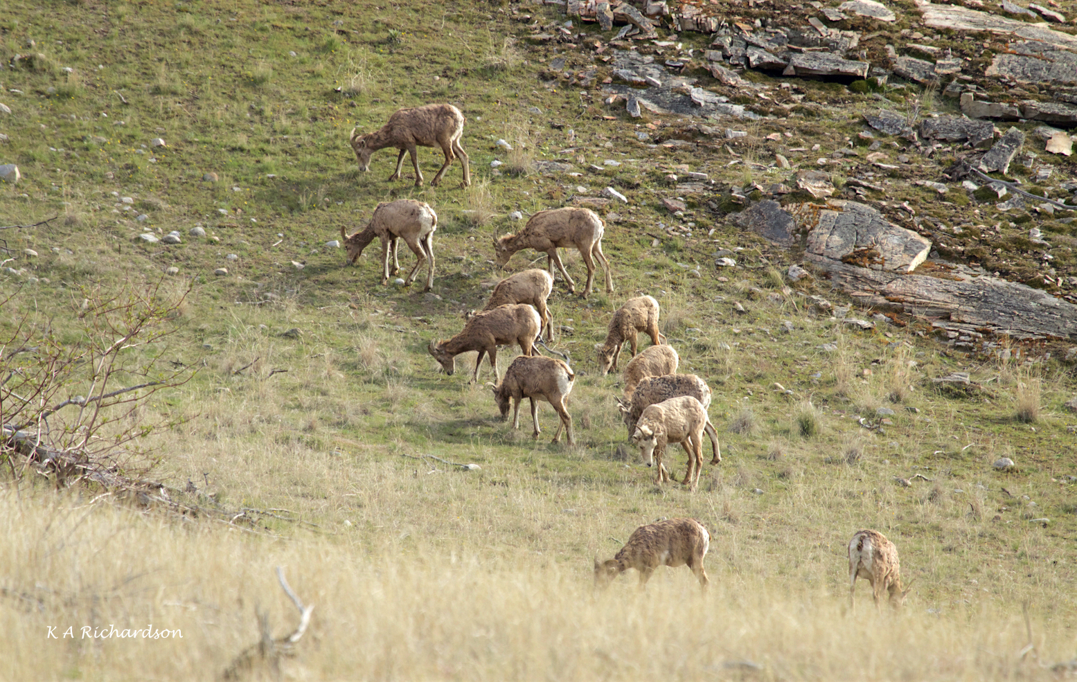 California Bighorn ewes and lambs (1).jpg