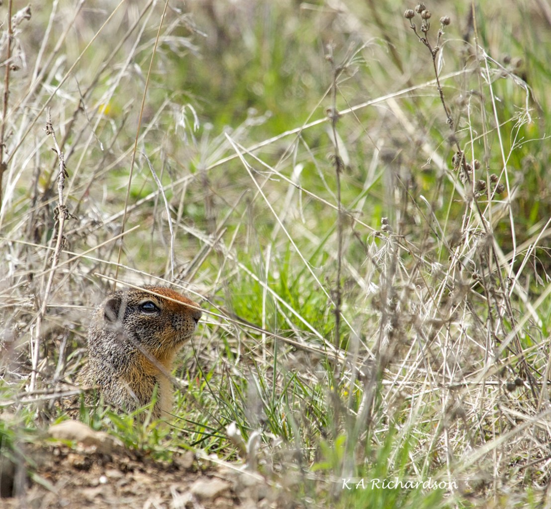 Columbian Ground Squirrel (Urocitellus columbianus).jpg