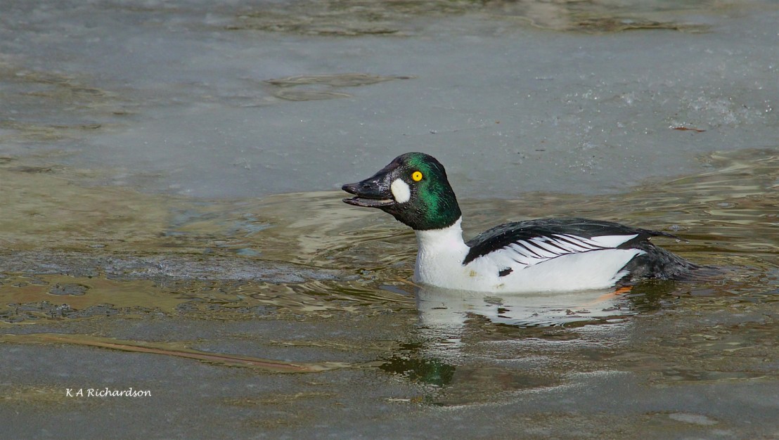 Common Goldeneye drake (1).jpg