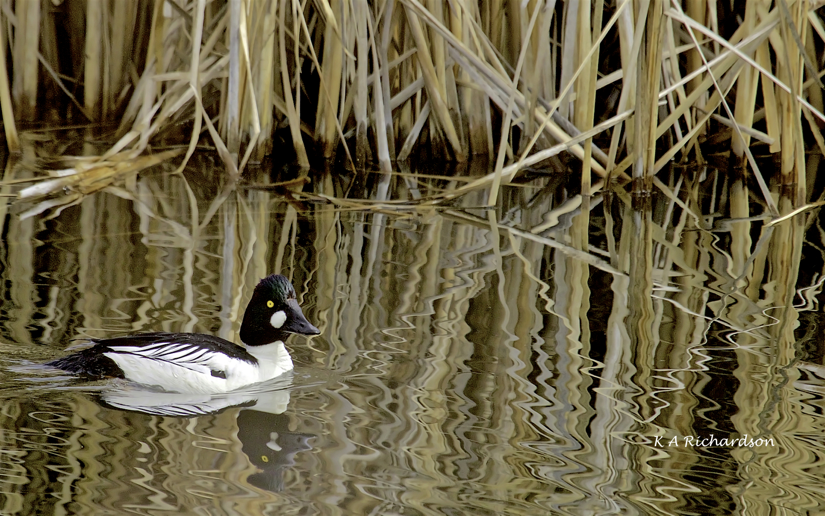 Common Goldeneye drake (Bucephala clangula) (1).jpg