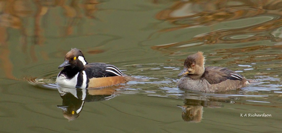Hooded Merganser (Lophodytes cucullatus) (3).jpg
