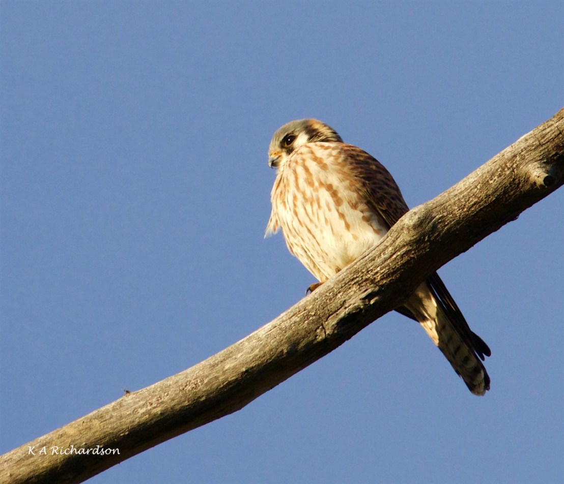 Kessie in the evening near nest