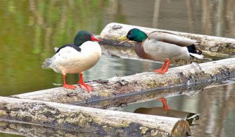Merganser &amp; Mallard