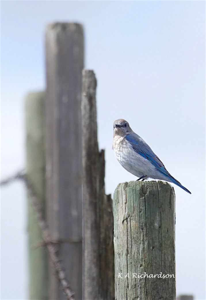 Mountain Bluebird female (Sialia curricoides) - 1