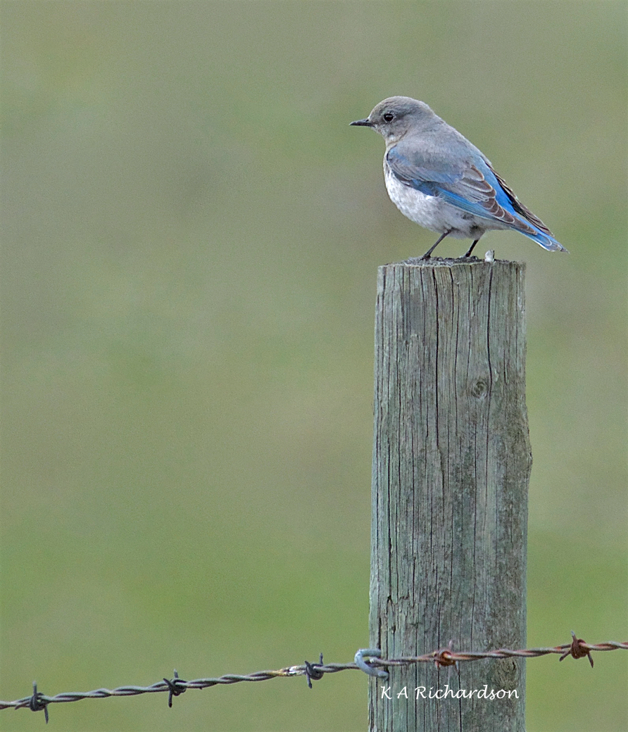 Mountain Bluebird female (Sialia curricoides) - 2