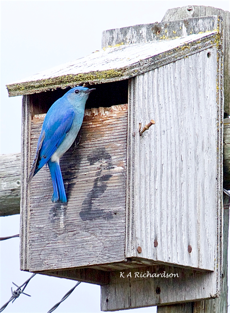 Mountain Bluebird male (Sialia curricoides) - 1
