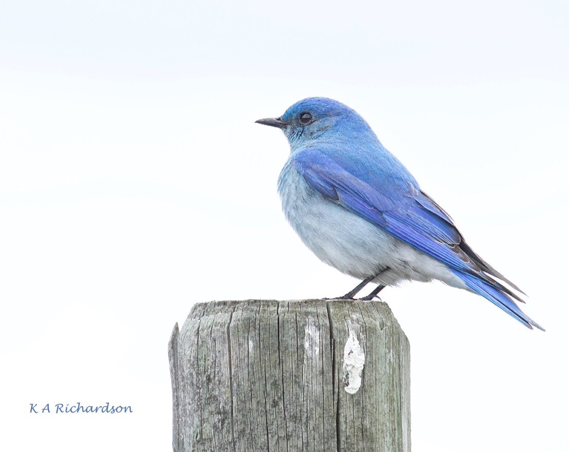 Mountain Bluebird male (Sialia curricoides) - 11