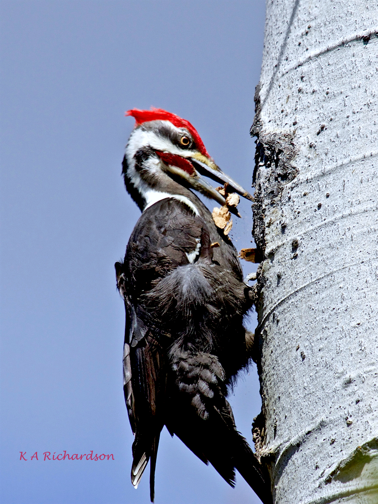 Pileated Woodpecker (Drycopus pileatus) (5).jpg