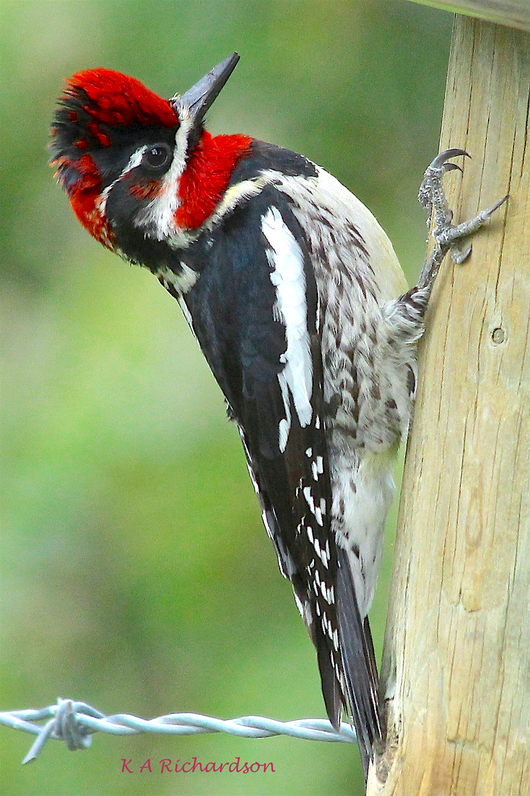 Red-naped Sapsucker from 2013.jpg