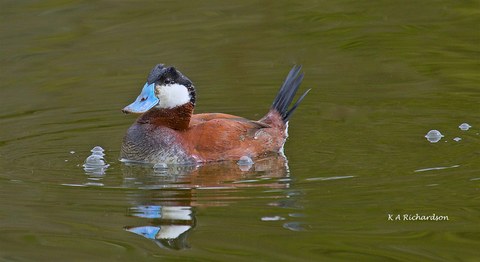 Drake Ruddy Duck Ruddy Duck drake (Oxyura jamaicensis) – birds & musings