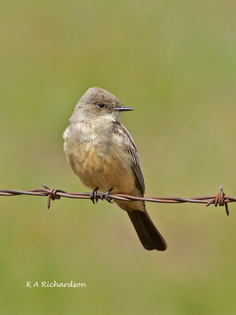 Say's Phoebe (Sayornis saya) - 1