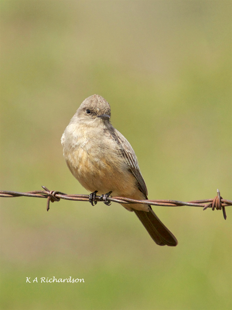 Say's Phoebe (Sayornis saya) - 4