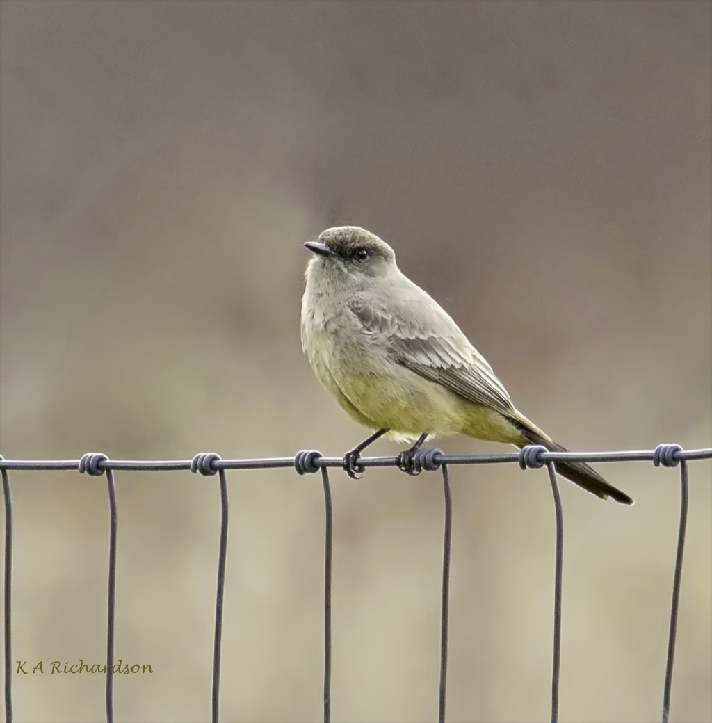 Say's Phoebe (Sayornis saya).jpg