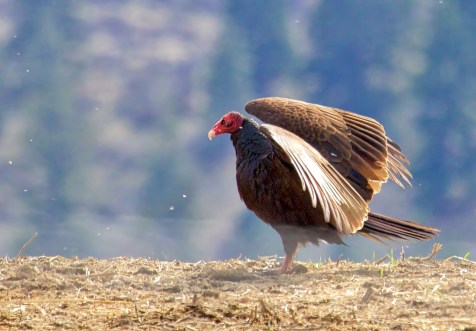 Turkey Vulture (Cathartes aura)