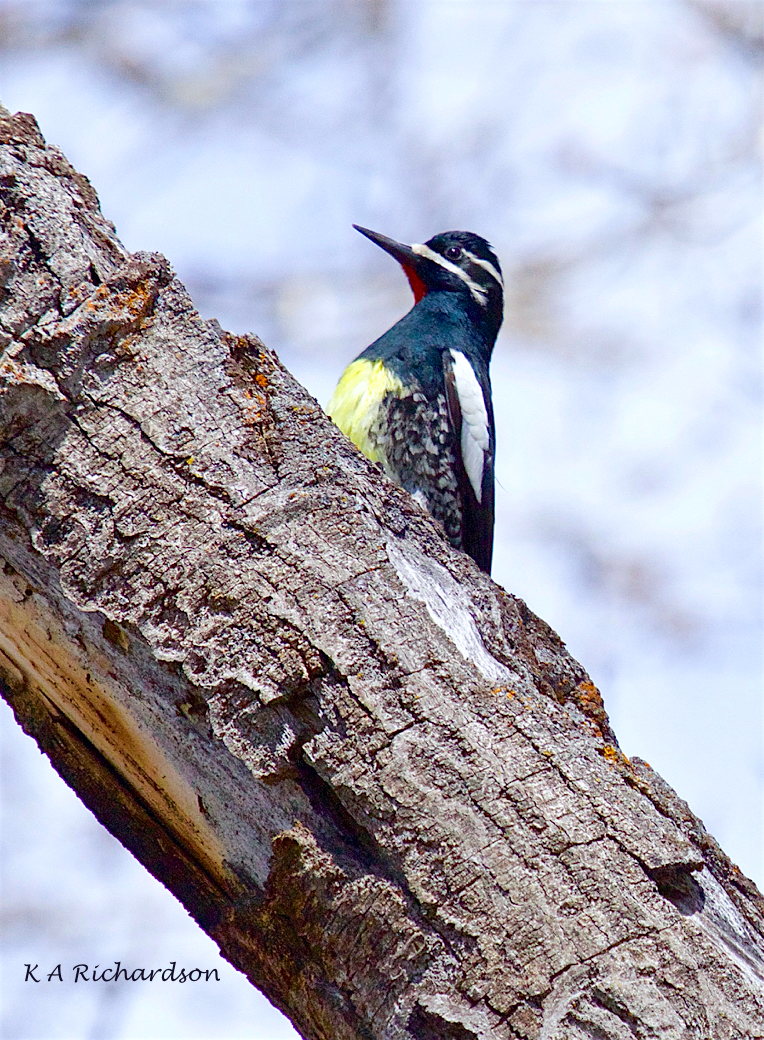 Williamson's Sapsucker (Sphyrapicus thyroideus)
