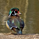 Wood Duck (Aix sponsa)