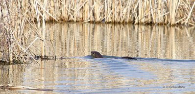 170323 Otter swimming away .jpg