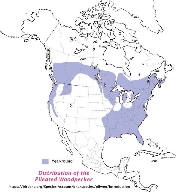 Distribution of the Pileated Woodpecker birdsna.jpg