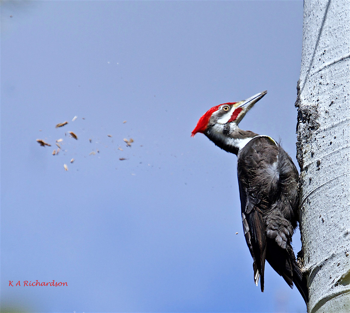 Pileated Woodpecker (Drycopus pileatus)