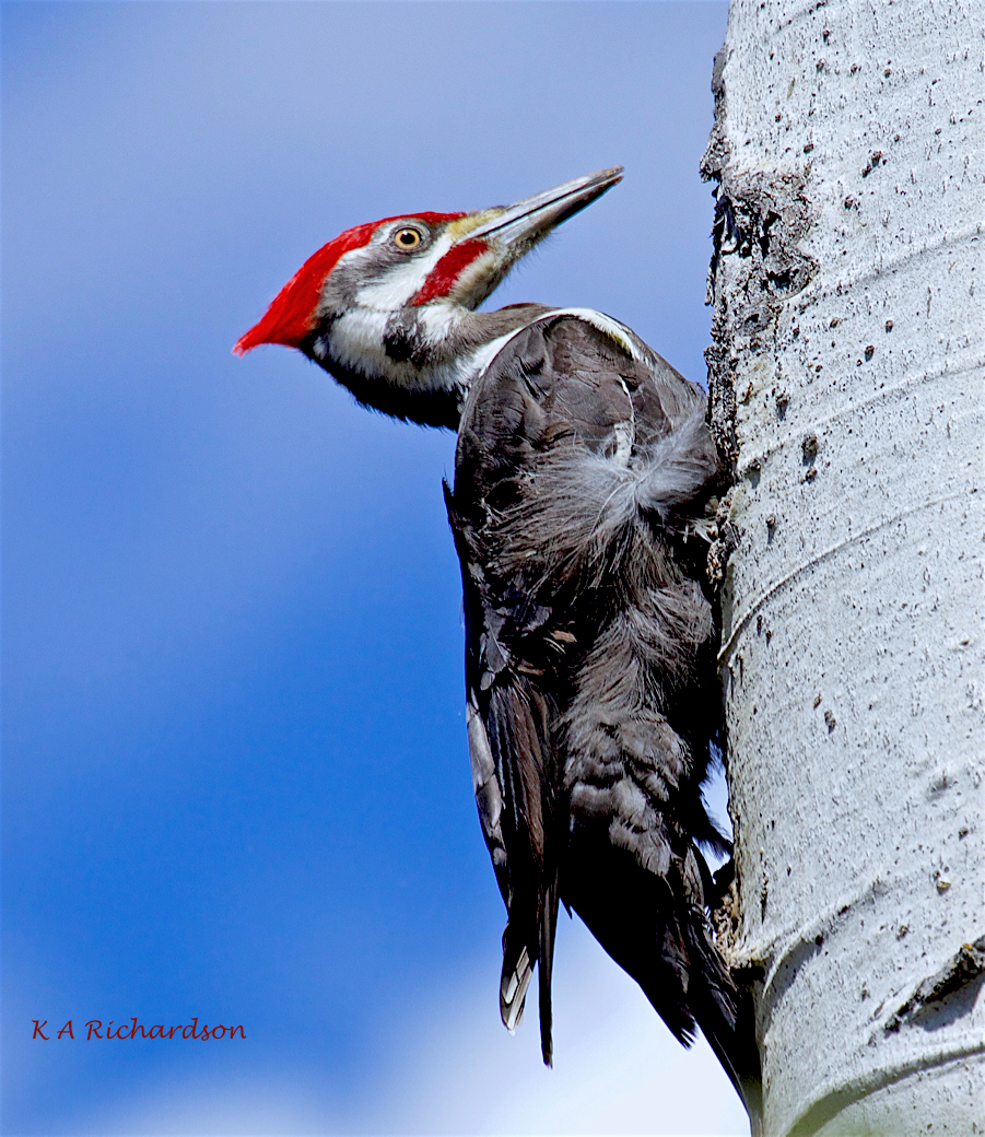 Pileated Woodpecker (Drycopus pileatus)