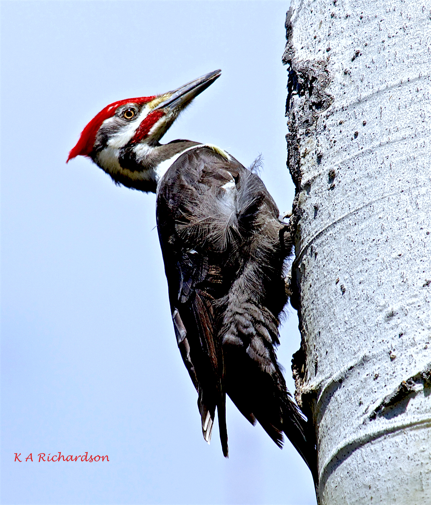 Pileated Woodpecker (Drycopus pileatus)