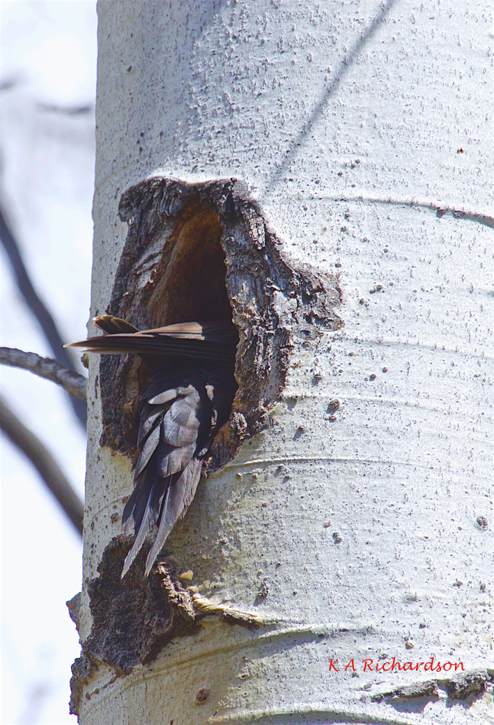 Pileated Woodpecker (Drycopus pileatus)