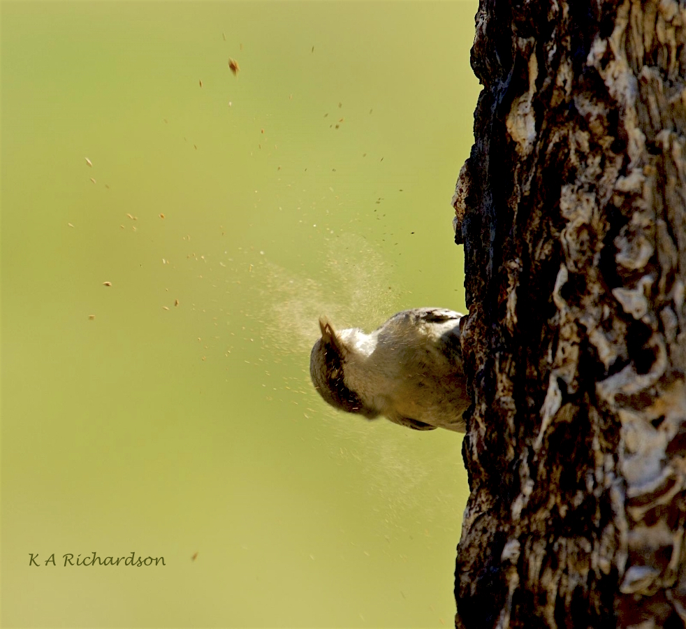 Pygmy Nuthatch excavating.jpg