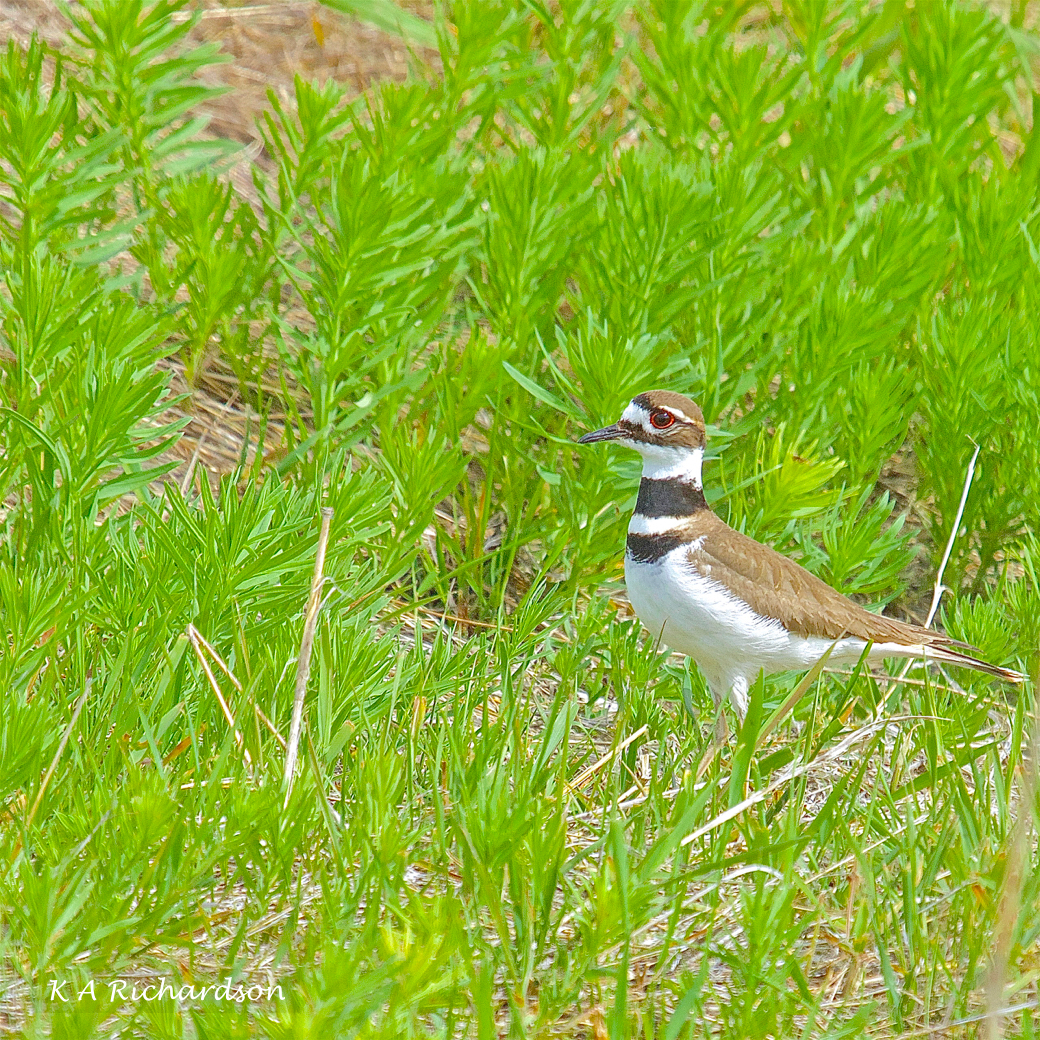 Male Killdeer