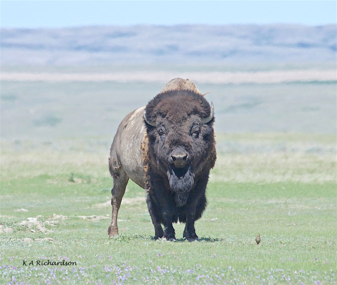 American bison (Bison bison) (3).jpg