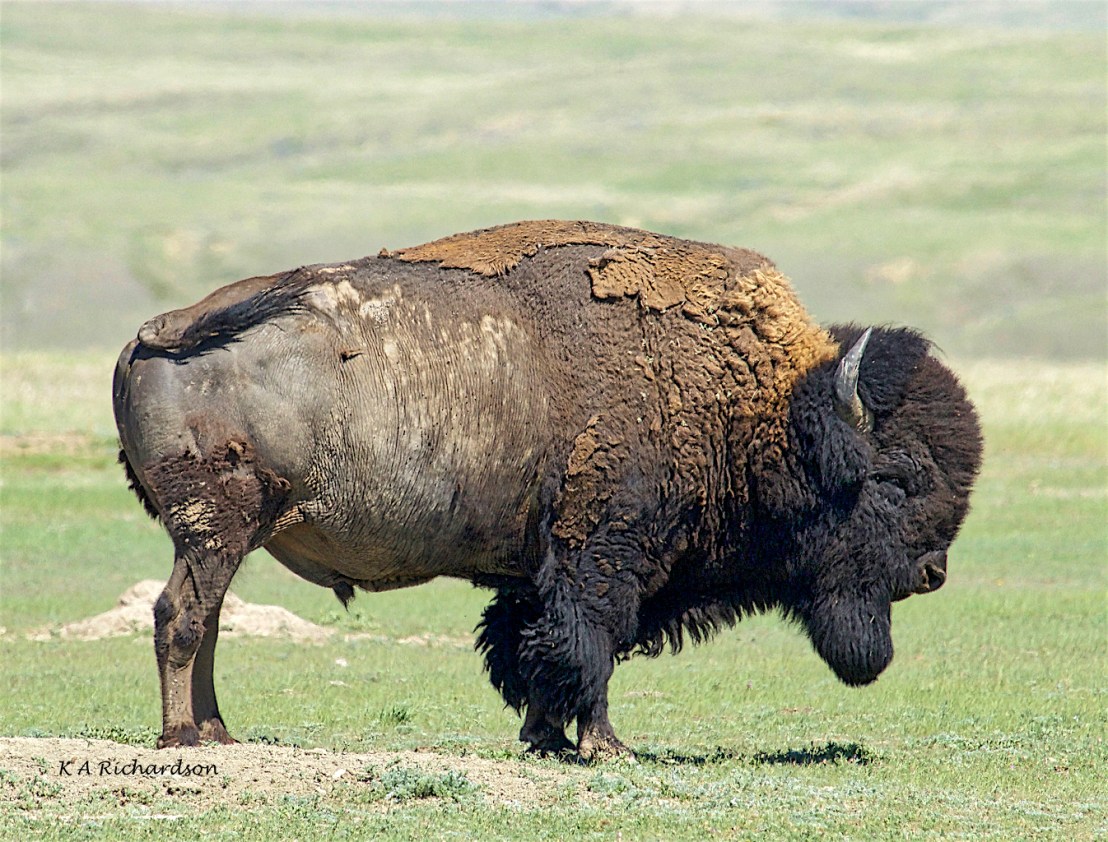 American bison (Bison bison) (4).jpg