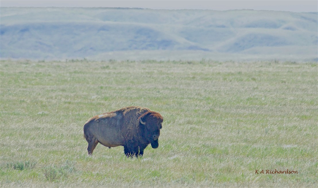 American  Bison of Grasslands - first look.jpg