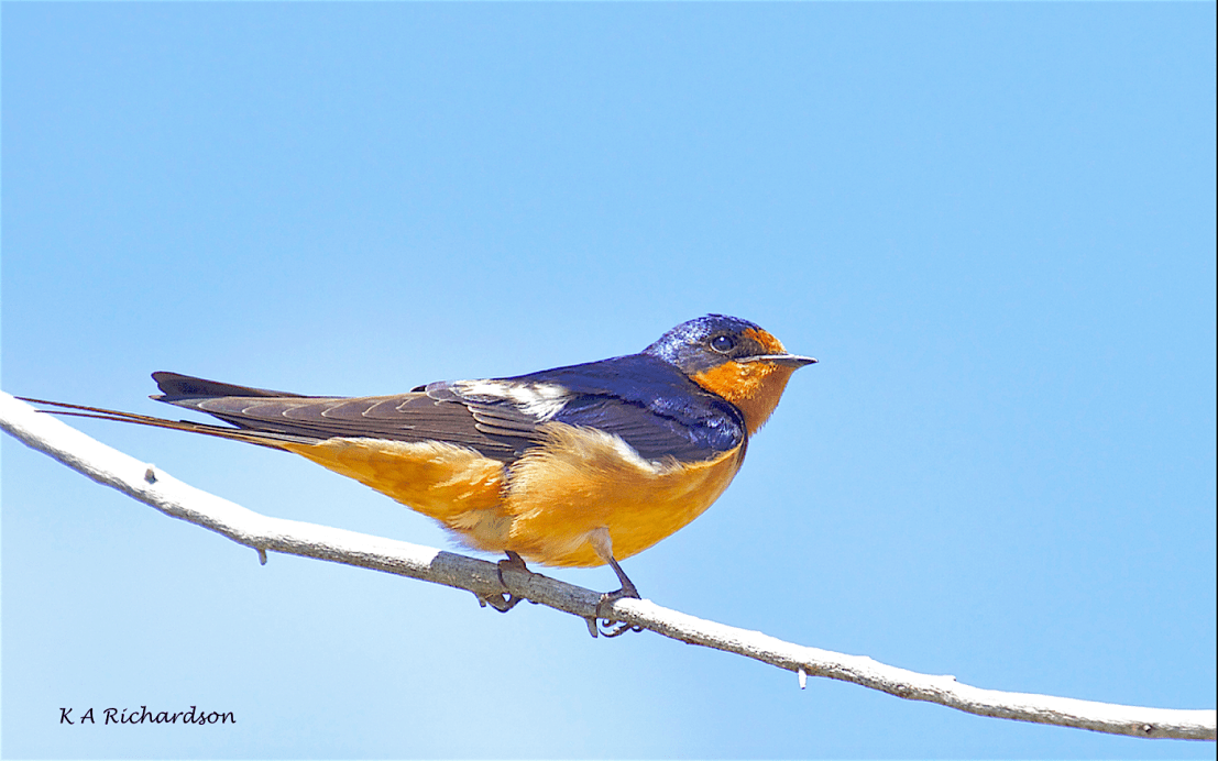 Barn Swallow - 3a (Hirundo rustica)