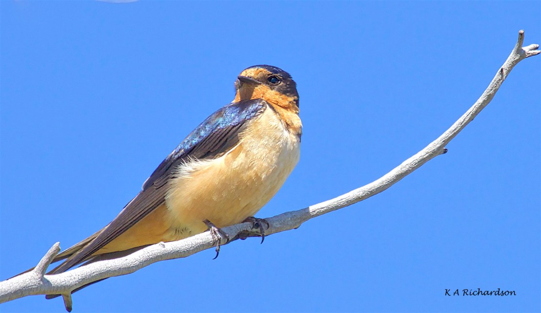 Barn Swallow - female 1 (Hirundo rustica)