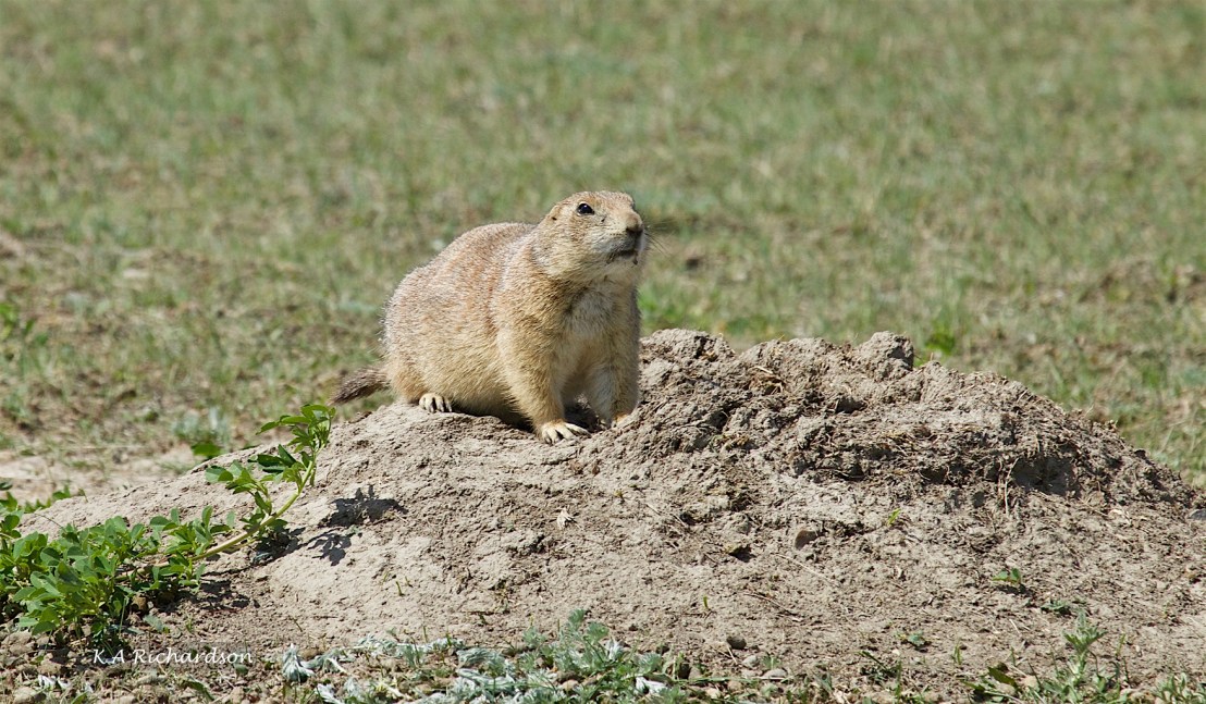 Black-tailed Prairie Dog (Cynomys ludovicianus).jpg