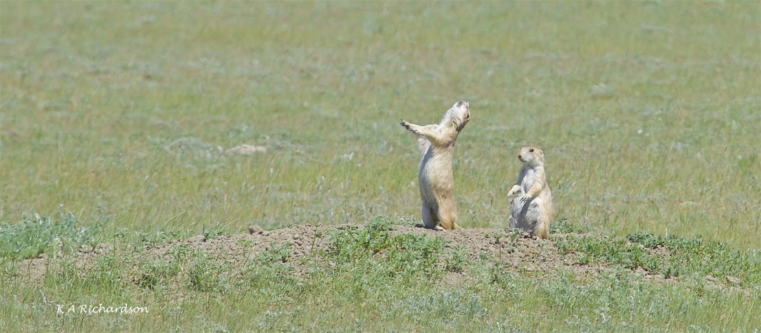 Black-tailed Prairie Dogs (Cynomys ludovicianus).jpg