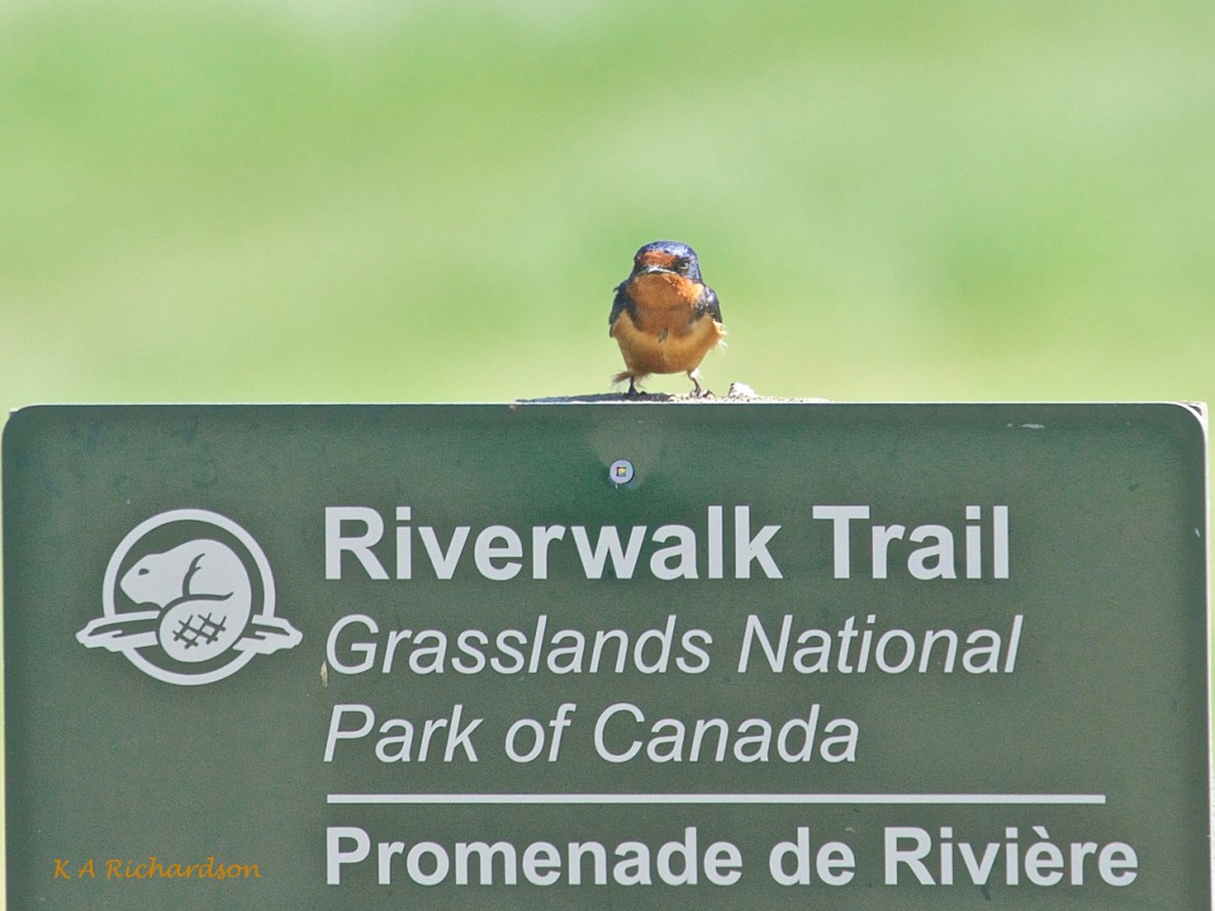 I'm warnin' ya. All you'll see is Bobolinks.