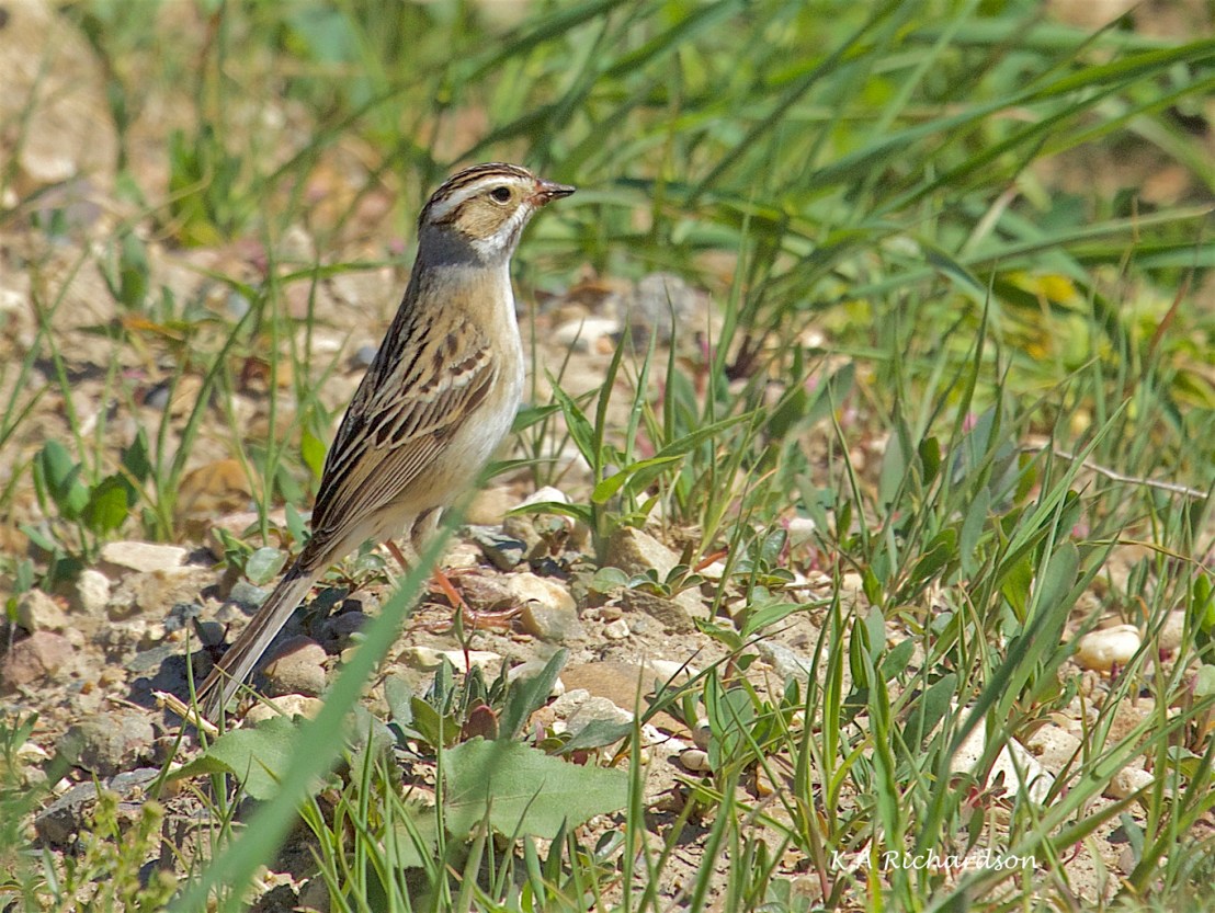 Clay-coloured Sparrow - 3 (Spizella pallida)
