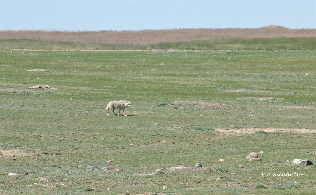 Coyote (Canis latrans)