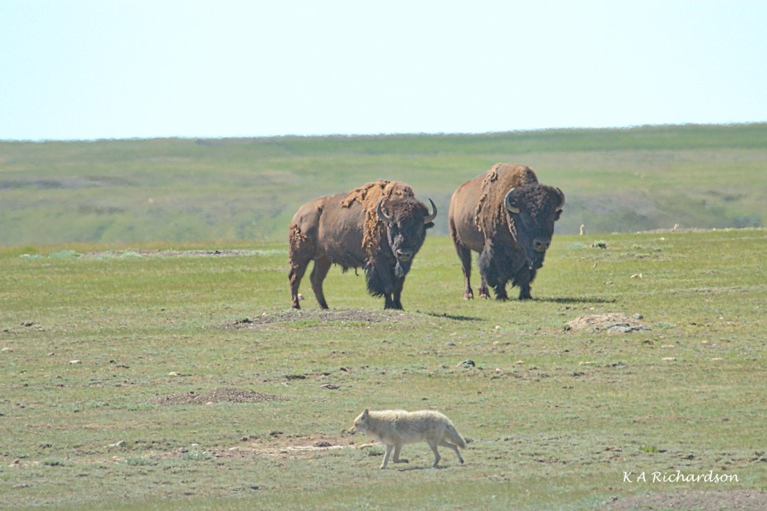 Coyote (Canis latrans) and American bison (Bison bison)