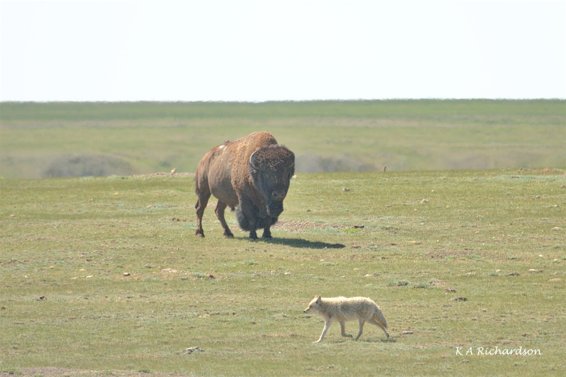 Coyote (Canis latrans) and American bison (Bison bison)