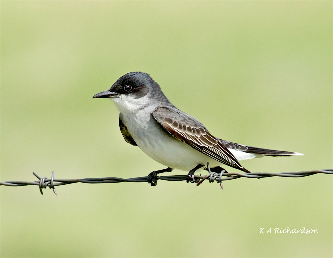 Eastern Kingbird (Tyrannus tyrannus)