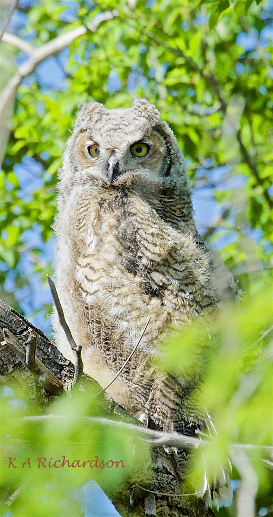 Great Horned Owl owlet - first look.