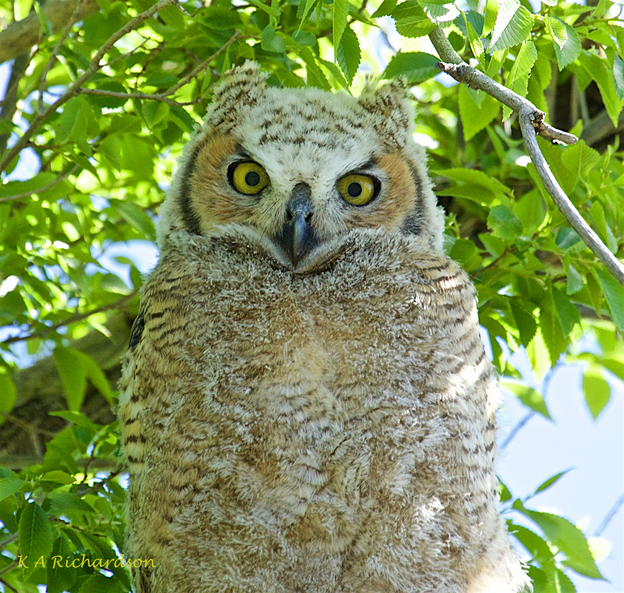 Great Horned Owlet (Bubo virginianus) (1).jpg