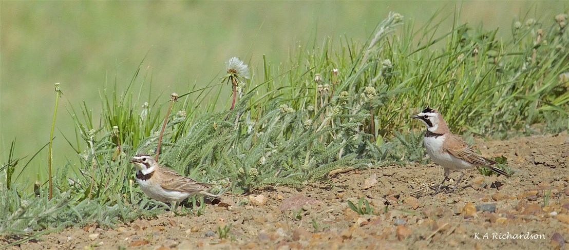 Horned Lark (Eremophila alpestris)